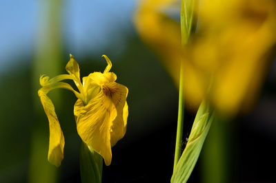 Close-up of yellow daffodil