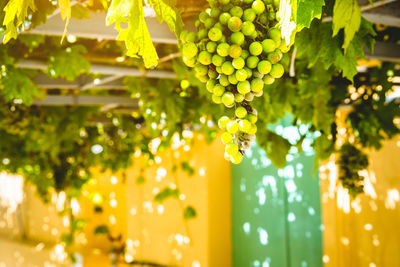 Close-up of grapes growing in vineyard