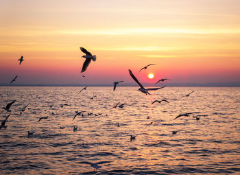 Seagulls flying over sea during sunset