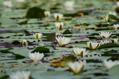 Close-up of lotus water lily in lake