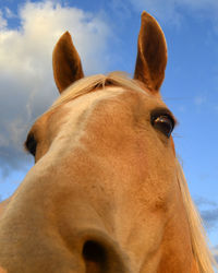 Close-up of a horse against sky