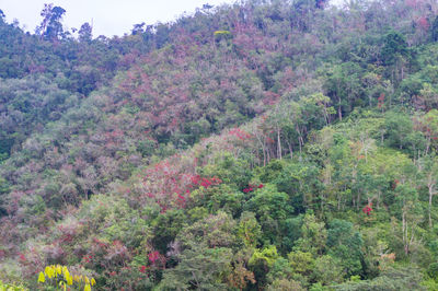 Trees and plants growing on field