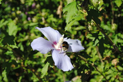 Close-up of white flower blooming outdoors