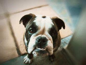 Close-up portrait of a dog