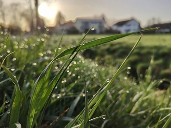 grass