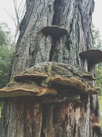 Close-up of statue by tree trunk in forest