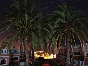 Palm trees at night