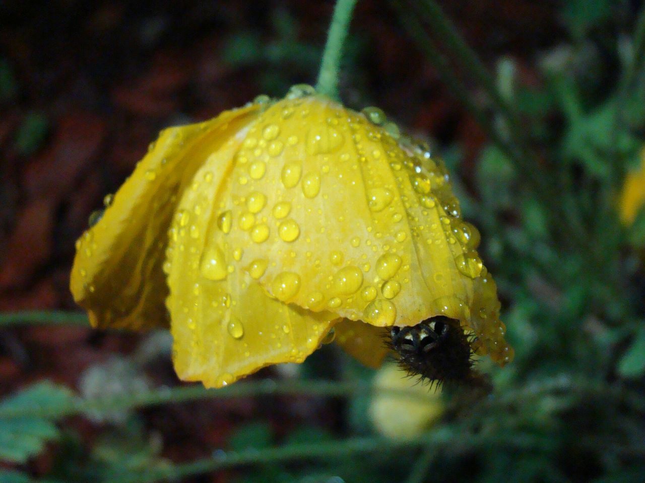 drop, freshness, close-up, wet, water, yellow, fragility, dew, flower, focus on foreground, beauty in nature, growth, flower head, nature, single flower, petal, water drop, raindrop, droplet, purity