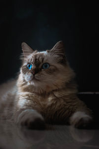 Portrait of cat relaxing on black background