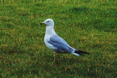 Close-up of bird perching on grass