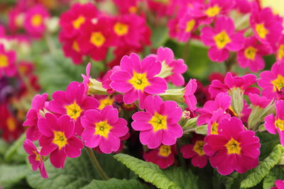 Close-up of pink flower