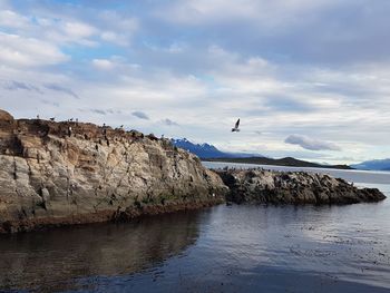 Seagulls flying over sea against sky