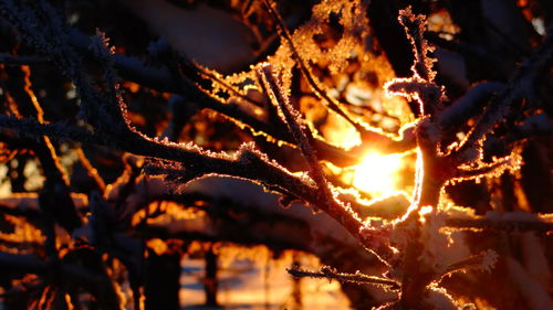 Close-up of plant at sunset