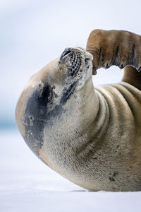 Close-up of crabeater seal stroking its mouth