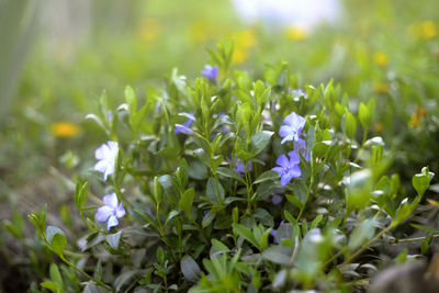 Close-up of purple flowering plants on field