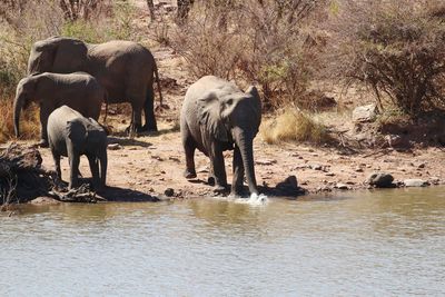 View of elephant drinking water