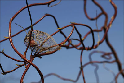 Low angle view of dried plant against sky