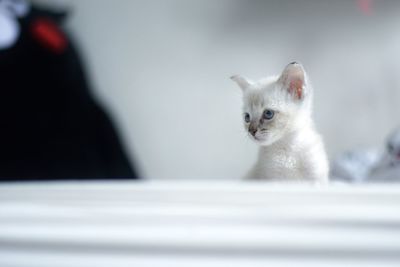 Close-up of white cat sitting