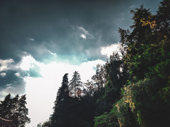 Low angle view of trees against sky