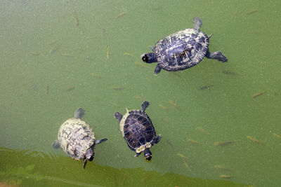 High angle view of turtle in lake