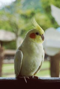 Close-up of bird perching outdoors