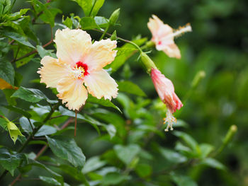 Close-up of red hibiscus blooming outdoors