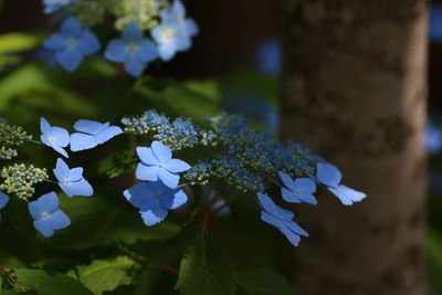 Close-up of hydrangea blooming outdoors