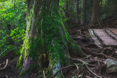 Trees growing in forest