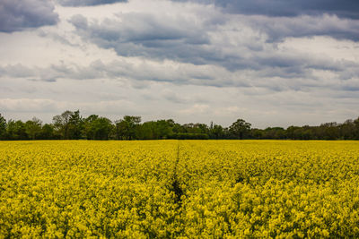 Scenic view of oilseed rape field against sky