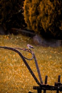 Close-up of rusty bicycle on field