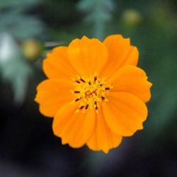 Close-up of orange flower