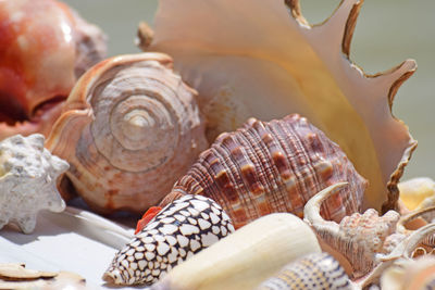 Close-up of seashell