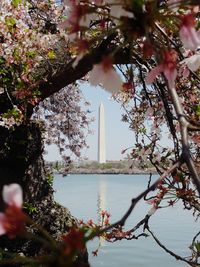 Cherry tree by lake against sky