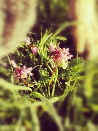 Close-up of flowers