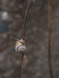 Close-up of snail on plant