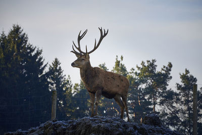 Portrait of deer standing on tree