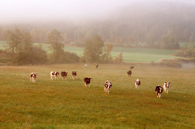 Holstrin cows in a pasture. in vermont.