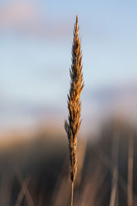 Close-up of wheat growing on field