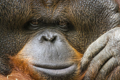 Close-up portrait of a monkey