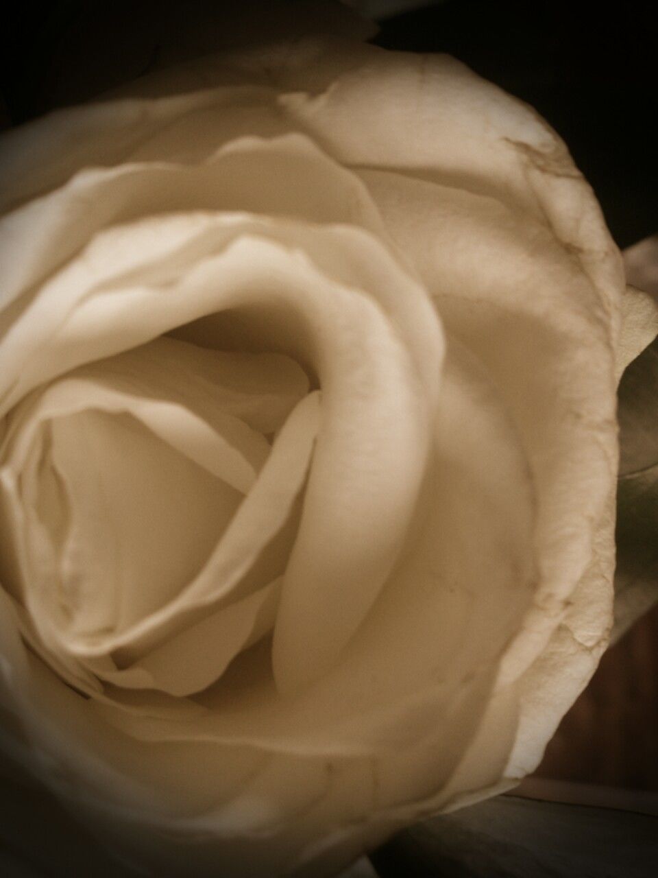 flower, petal, rose - flower, flower head, freshness, fragility, single flower, close-up, beauty in nature, white color, rose, nature, black background, white, softness, studio shot, indoors, single rose, no people, blooming