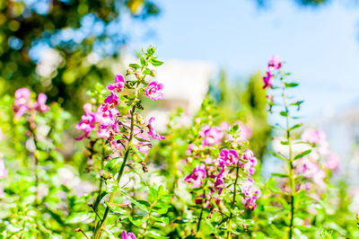 Close-up of pink flowering plant on field