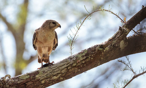 Red shouldered hawk buteo lineatus hunts for prey and eats in the corkscrew swamp sanctuary of naple