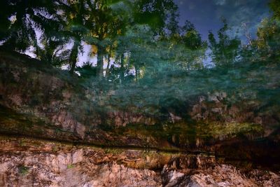 Low angle view of trees in forest against sky