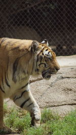 Close-up of tiger in zoo