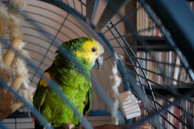 Close-up of parrot in cage