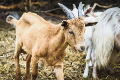 Close-up of cow standing on field