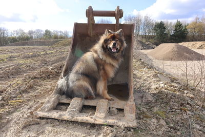 Eurasier dog sitting in a construction earth mover bucket in a field