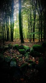 Trees in forest