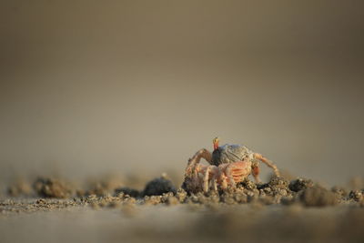 Close-up of  crab  on beach