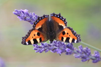 Close-up of butterfly pollinating on purple flower